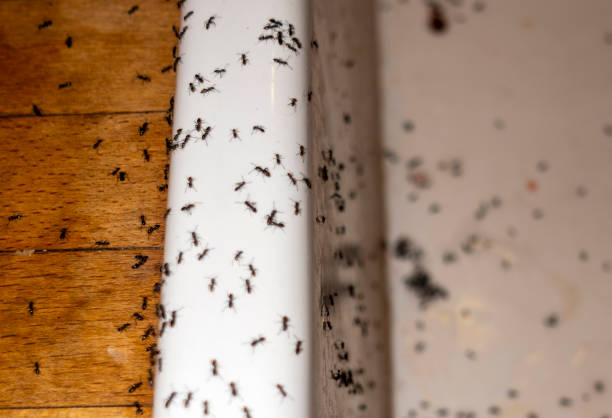 Best Affordable Pest Control Services  in George West, TX