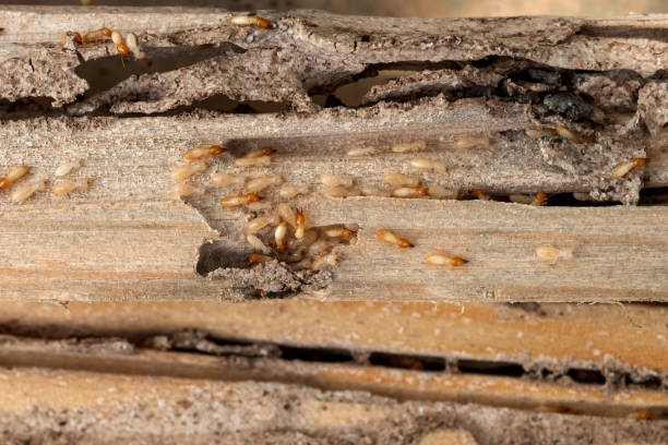 Best Local Pest Control Services  in George West, TX