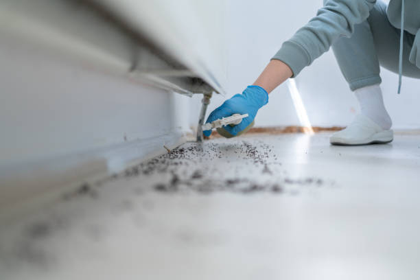 Best Ant Control Services  in George West, TX